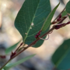 Hardenbergia violacea at Casey, ACT - 13 Apr 2024