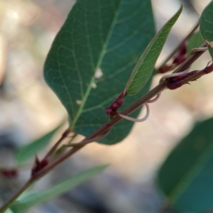 Hardenbergia violacea at Casey, ACT - 13 Apr 2024