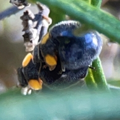 Apolinus lividigaster (Yellow Shouldered Ladybird) at Casey, ACT - 13 Apr 2024 by Hejor1