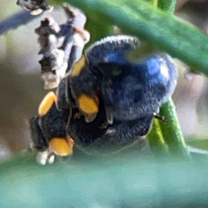 Apolinus lividigaster at Casey, ACT - 13 Apr 2024