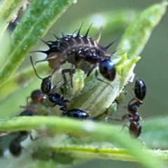 Monomorium sp. (genus) (A Monomorium ant) at Casey, ACT - 13 Apr 2024 by Hejor1