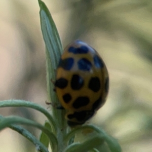 Harmonia conformis at Casey, ACT - 13 Apr 2024