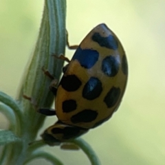 Harmonia conformis at Casey, ACT - 13 Apr 2024