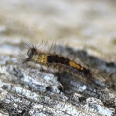 Lepidoptera unclassified IMMATURE (caterpillar or pupa or cocoon) at Casey, ACT - 13 Apr 2024 by Hejor1