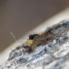 Lepidoptera unclassified IMMATURE at Casey, ACT - 13 Apr 2024 03:09 PM