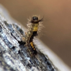 Lepidoptera unclassified IMMATURE moth at Casey, ACT - 13 Apr 2024