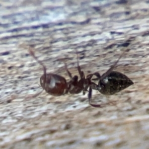 Crematogaster sp. (genus) at Casey, ACT - 13 Apr 2024 03:10 PM