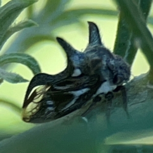 Acanthuchus trispinifer at Casey, ACT - 13 Apr 2024