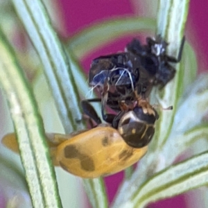 Hippodamia variegata at Casey, ACT - 13 Apr 2024