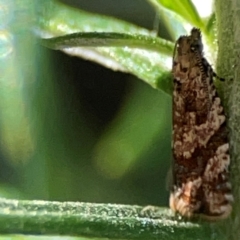 Euphona euphona (A Tortricid moth (Epitymbiini) at Casey, ACT - 13 Apr 2024 by Hejor1