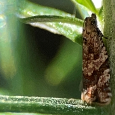 Euphona euphona (A Tortricid moth (Epitymbiini) at Casey, ACT - 13 Apr 2024 by Hejor1