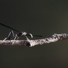 Gasteruption sp. (genus) at Casey, ACT - 13 Apr 2024