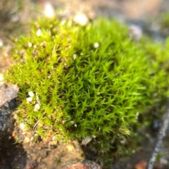 Unidentified Moss, Liverwort or Hornwort at Casey, ACT - 13 Apr 2024 by Hejor1