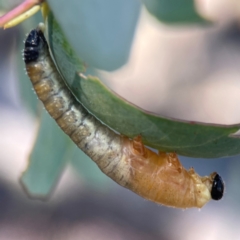 Perginae sp. (subfamily) (Unidentified pergine sawfly) at Casey, ACT - 13 Apr 2024 by Hejor1