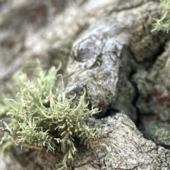 Usnea sp. (genus) (Bearded lichen) at Casey, ACT - 13 Apr 2024 by Hejor1