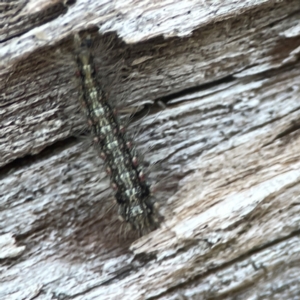 Anestia (genus) at Casey, ACT - 13 Apr 2024 03:26 PM