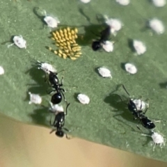 Unidentified Psyllid, lerp, aphid or whitefly (Hemiptera, several families) at Casey, ACT - 13 Apr 2024 by Hejor1