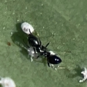 Anonychomyrma sp. (genus) at Casey, ACT - 13 Apr 2024