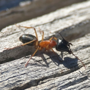 Camponotus consobrinus at Casey, ACT - 13 Apr 2024 03:37 PM