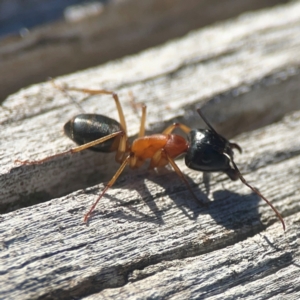 Camponotus consobrinus at Casey, ACT - 13 Apr 2024
