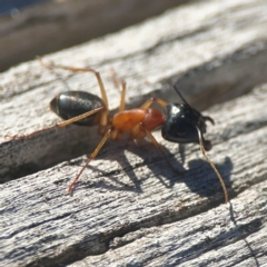 Camponotus consobrinus at Casey, ACT - 13 Apr 2024 03:37 PM