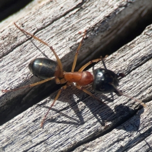 Camponotus consobrinus at Casey, ACT - 13 Apr 2024 03:37 PM