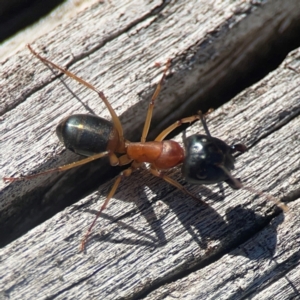 Camponotus consobrinus at Casey, ACT - 13 Apr 2024