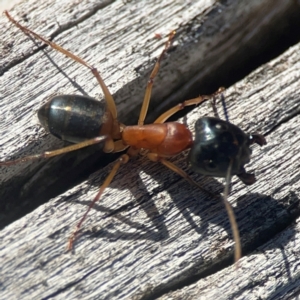 Camponotus consobrinus at Casey, ACT - 13 Apr 2024 03:37 PM