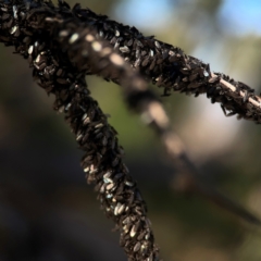 Bibionomorpha (infraorder) (Unidentified Gnat, Gall Midge or March Fly) at Casey, ACT - 13 Apr 2024 by Hejor1