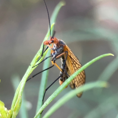 Chorista australis (Autumn scorpion fly) at Casey, ACT - 13 Apr 2024 by Hejor1