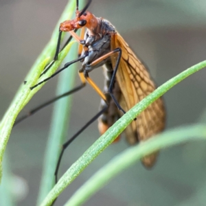 Chorista australis at Casey, ACT - 13 Apr 2024