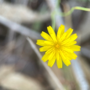 Hypochaeris radicata at Casey, ACT - 13 Apr 2024