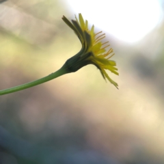 Hypochaeris radicata at Casey, ACT - 13 Apr 2024