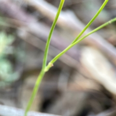 Hypochaeris radicata at Casey, ACT - 13 Apr 2024