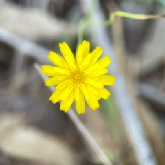 Hypochaeris radicata at Casey, ACT - 13 Apr 2024