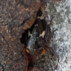 Eurymeloides punctata at Casey, ACT - 13 Apr 2024