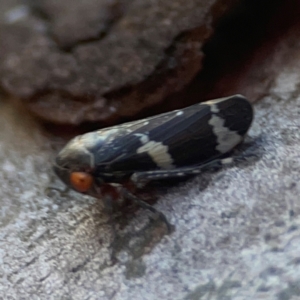 Eurymeloides punctata at Casey, ACT - 13 Apr 2024