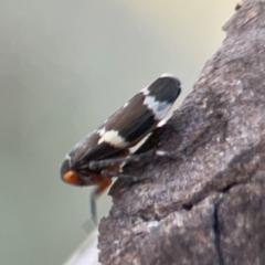 Eurymeloides punctata at Casey, ACT - 13 Apr 2024