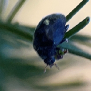 Coccinellidae (family) at Casey, ACT - 13 Apr 2024