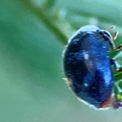 Coccinellidae (family) at Casey, ACT - 13 Apr 2024