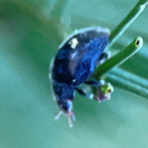 Coccinellidae (family) at Casey, ACT - 13 Apr 2024