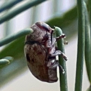 Elaphodes sp. (genus) at Casey, ACT - 13 Apr 2024