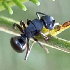 Polyrhachis phryne (A spiny ant) at Casey, ACT - 13 Apr 2024 by Hejor1