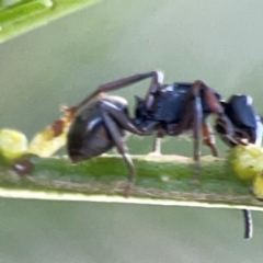 Polyrhachis phryne at Casey, ACT - 13 Apr 2024