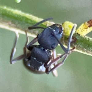 Polyrhachis phryne at Casey, ACT - 13 Apr 2024 03:51 PM