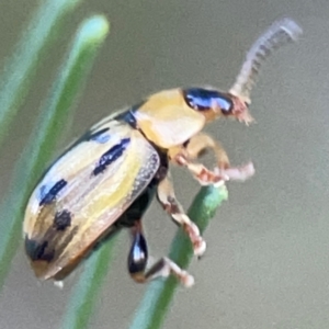 Peltoschema hamadryas at Casey, ACT - 13 Apr 2024