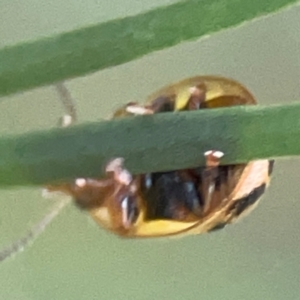 Peltoschema hamadryas at Casey, ACT - 13 Apr 2024