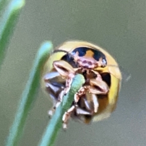 Peltoschema hamadryas at Casey, ACT - 13 Apr 2024