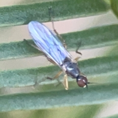 Empididae (family) (Dance fly) at Casey, ACT - 13 Apr 2024 by Hejor1