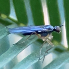 Empididae (family) at Casey, ACT - 13 Apr 2024 03:53 PM